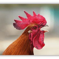 "Close-up of a vibrant rooster with a striking red comb and wattles, showcasing its detailed feathers."