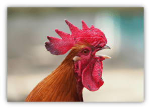 "Close-up of a vibrant rooster with a striking red comb and wattles, showcasing its detailed feathers."