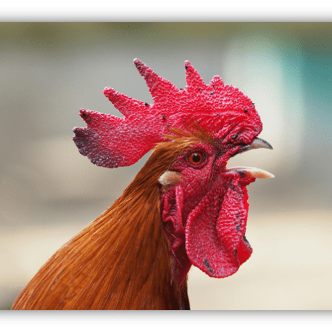 "Close-up of a vibrant rooster with a striking red comb and wattles, showcasing its detailed feathers."