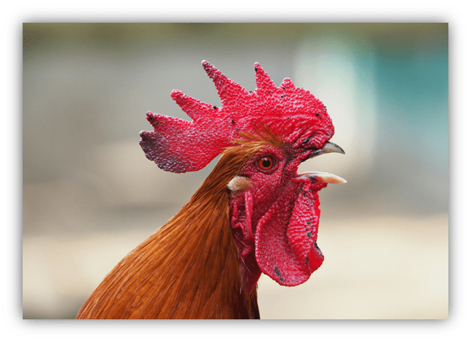 "Close-up of a vibrant rooster with a striking red comb and wattles, showcasing its detailed feathers."