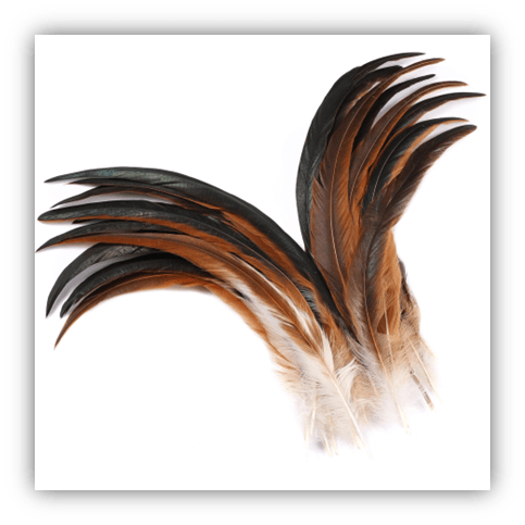 Colorful bird feathers arranged artistically on a white background.