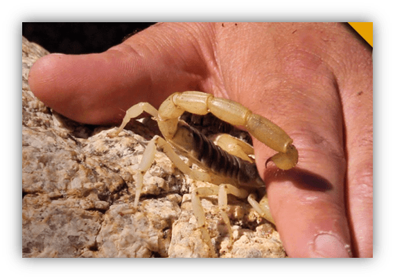 "Close-up of a hand holding a scorpion on rocky terrain."