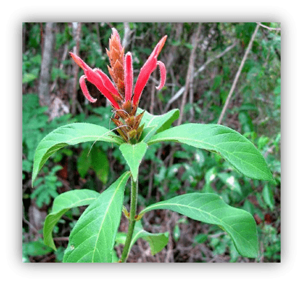 "Vibrant red flower with green leaves in a natural setting."