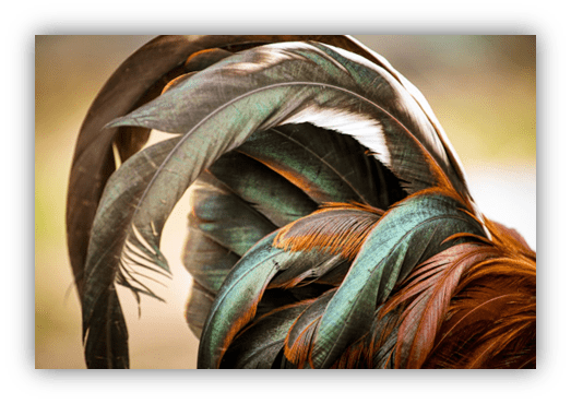 Colorful rooster feathers with iridescent greens and rich browns.
