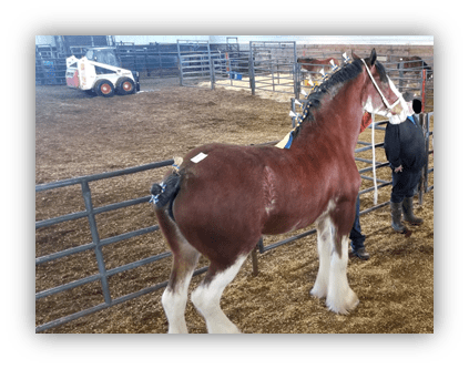 Clydesdale horse standing in a barn with a handler and equipment in the background.