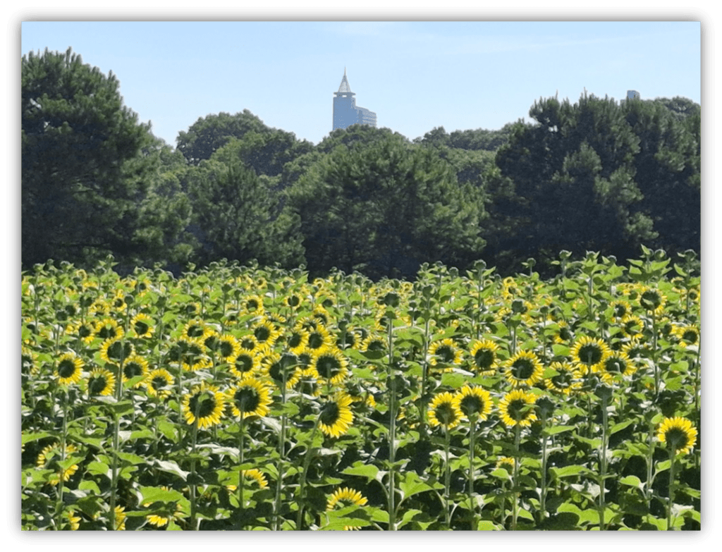 "Field of sunflowers with a city skyline in the background."