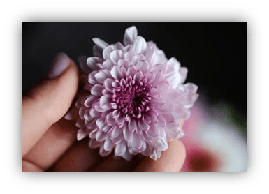 "Close-up of a pink chrysanthemum flower held in hand."