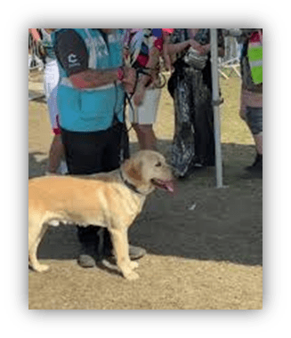 "Golden Retriever at an outdoor event with people in the background."