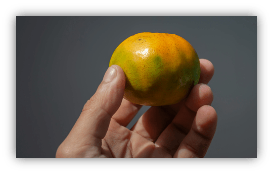 Hand holding a vibrant, partially green and orange citrus fruit against a neutral background.