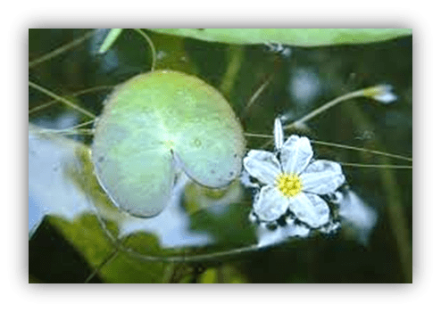 "White flower and lily pad floating on calm water."