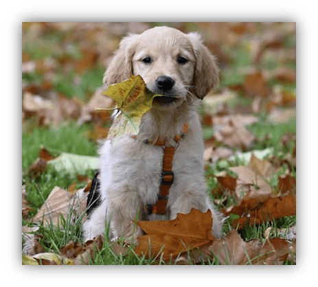 Golden retriever puppy holding a leaf in a fall landscape.