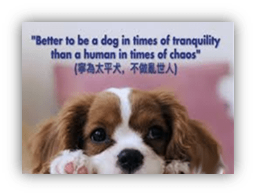 Cute puppy with a quote about peace and chaos.